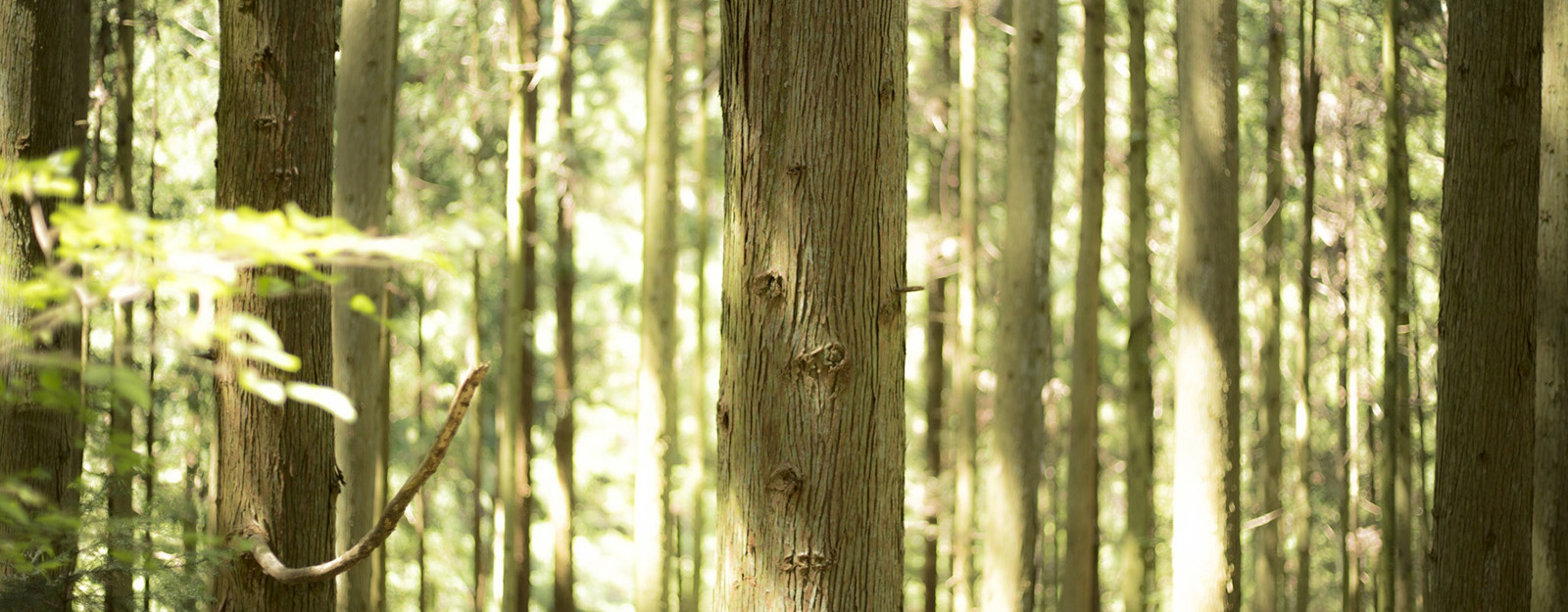 木の国・美作の木材を積極的に利用する